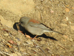 Junco hyemalis caniceps