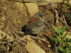Junco hyemalis caniceps