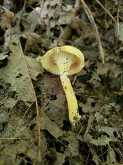 Cantharellus chicagoensis