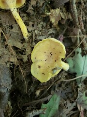 Cantharellus chicagoensis
