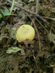 Cantharellus chicagoensis