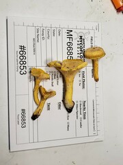 Cantharellus chicagoensis
