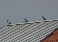 Columba livia domestica