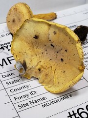 Cantharellus chicagoensis