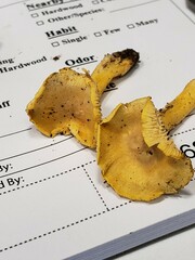 Cantharellus chicagoensis
