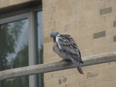 Columba palumbus