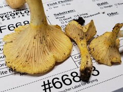 Cantharellus chicagoensis
