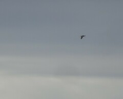 Gallinago gallinago