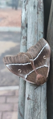 Gonimbrasia belina