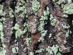 Lepraria finkii
