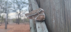 Gonimbrasia belina