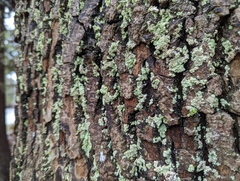 Lepraria finkii