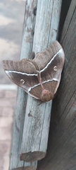 Gonimbrasia belina