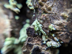 Lepraria finkii