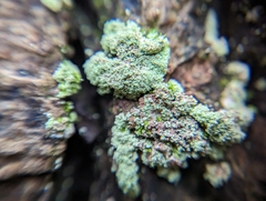 Lepraria finkii
