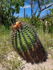 Ferocactus santa-maria
