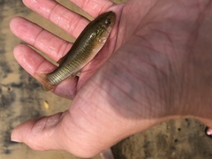 Fundulus grandis
