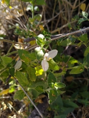 Carlowrightia neesiana
