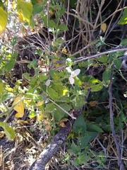 Carlowrightia neesiana