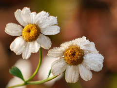 Tanacetum parthenium