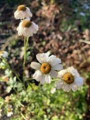Tanacetum parthenium
