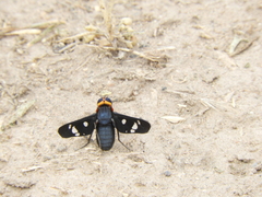 Hyperalonia morio morio
