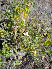 Carlowrightia neesiana