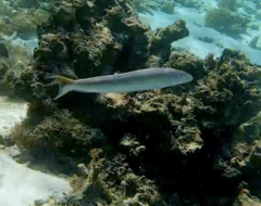 Malacanthus plumieri