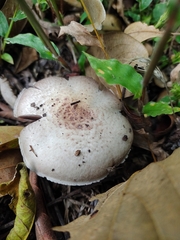 Agaricus