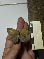 Pharneuptychia phares