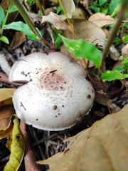 Agaricus
