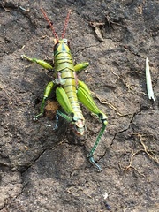 Agesander ruficornis