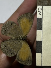 Pharneuptychia phares