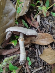 Agaricus