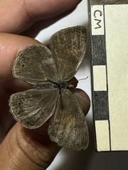 Pharneuptychia phares