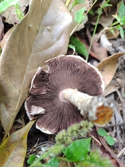 Agaricus