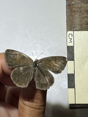 Pharneuptychia phares