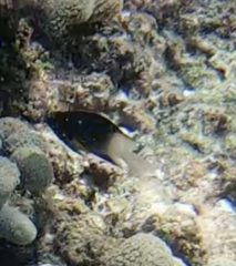 Stegastes partitus