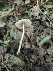 Pseudosperma friabile