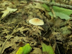 Pseudosperma friabile