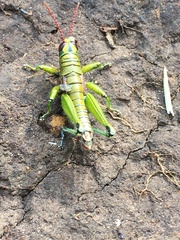 Agesander ruficornis