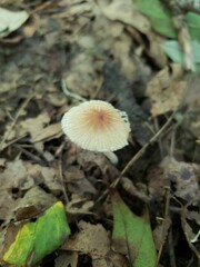 Pseudosperma friabile
