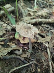 Inocybe insignis