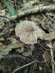 Inocybe insignis