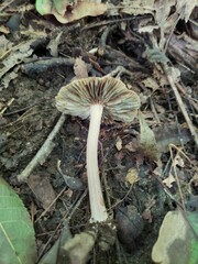 Inocybe insignis