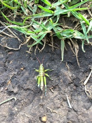 Agesander ruficornis