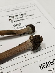 Inocybe insignis