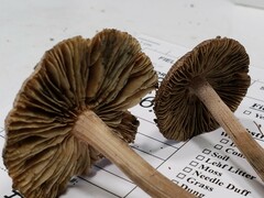 Inocybe insignis