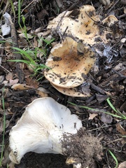Lactarius alnicola