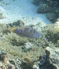 Halichoeres radiatus